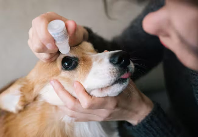 Vet’s 2025 Guide to Canine Sjögren‑Like Syndrome 🩺 Dry Eye & Mouth Support
