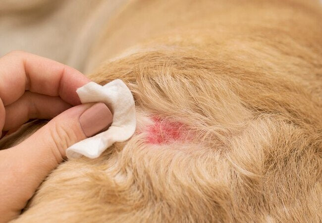 Vet’s 2025 Guide to Canine Skin Infections 🩺 Bacteria, Yeast & Parasites Explained 🐾