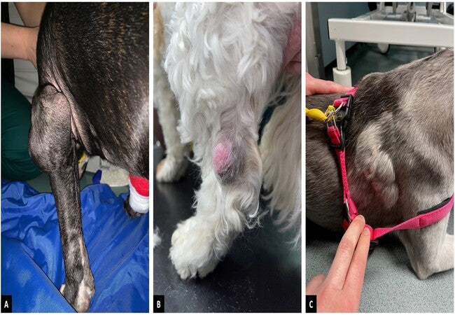 Vet’s 2025 Guide to Canine Soft Tissue Sarcoma 🩺 Symptoms, Diagnosis, & Tailored Treatment