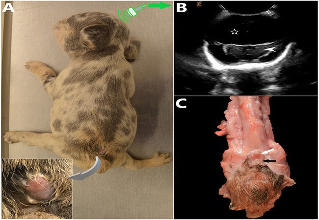 Vet’s 2025 Guide to Canine Spinal Dysraphism (Myelodysplasia) – Neural Tube Defects & Tethered Cord🩺