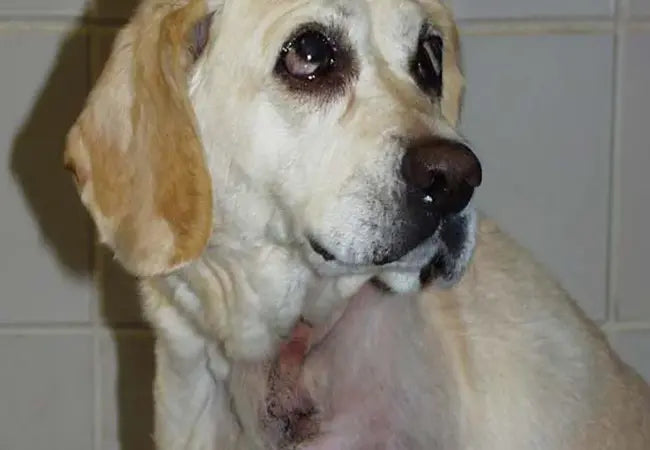 Vet’s 2025 Guide to Canine Splenic Cancer Hemangiosarcoma & Masses—Diagnosis, Treatment & Care🩺