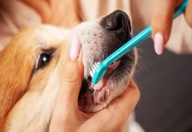Vet’s 2025 Guide to Canine Stomatitis (Chronic Oral Inflammation) 🐶✨🩺
