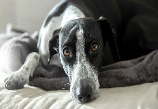 Vet’s 2025 Guide to Canine Stroke (Cerebrovascular Accident) 🧠🩺
