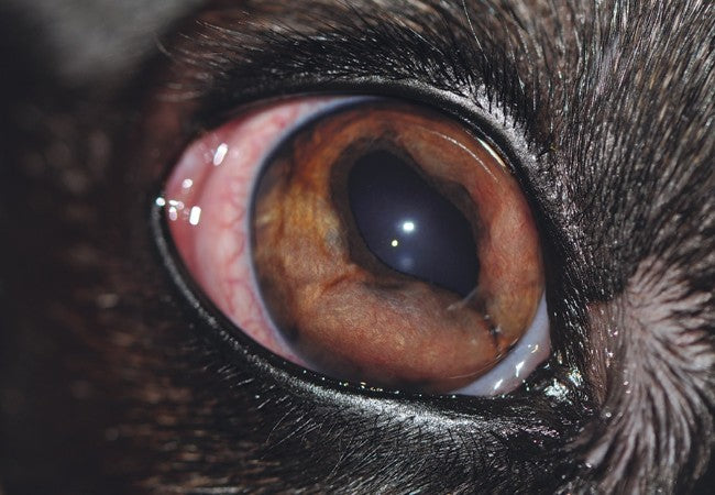 Vet’s 2025 Guide to Canine Synechiae (Iris Adhesions) 🐶✨🩺