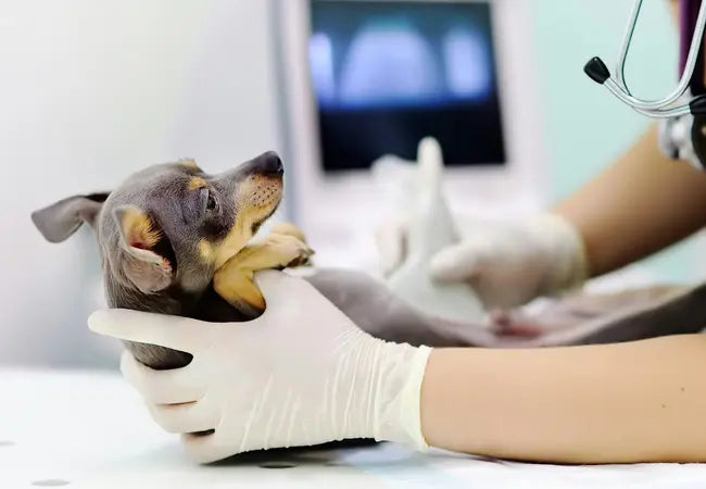 Vet’s 2025 Guide to Canine Testicular Degeneration & Hypoplasia 🩺