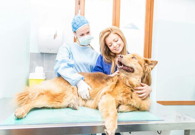 🩺 Vet’s 2025 Guide to Canine Trichinosis (Trichinellosis) 🐶