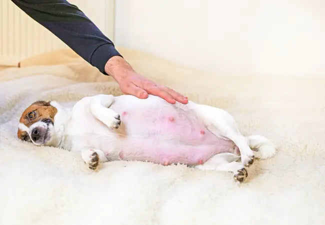 Vet’s 2025 Guide to Canine Uterine Inertia Causes, Management & When to Seek Help 🩺