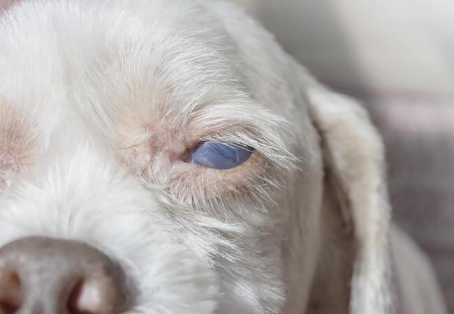 Vet’s 2025 Guide to Canine Uveodermatologic Syndrome 🩺 Autoimmune Eye & Skin Outcomes