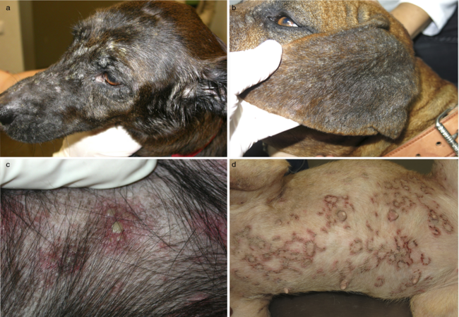 Vet’s 2025 Guide to Canine Vesiculopustular Dermatoses 🩺 Blisters, Pustules & Treatment Tips