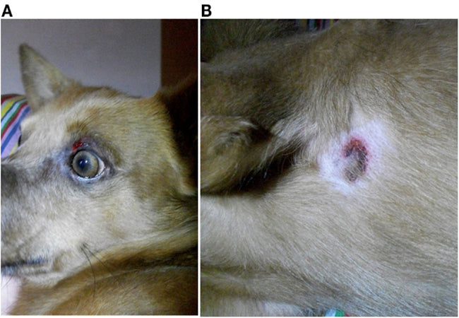 Vet’s 2025 Guide to Cutaneous Drug Eruptions in Dogs  Rash, Blisters & Vigilant Care🩺