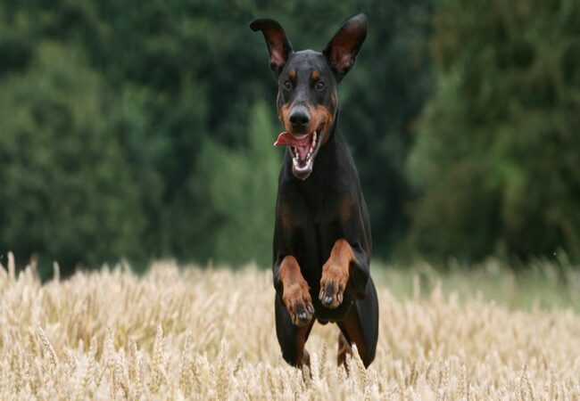 Vet’s 2025 Guide to Dancing Doberman Disease (Distal Neuromyopathy)🩺