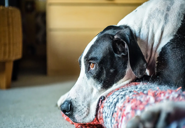Vet’s 2025 Guide to Deoxynivalenol Mycotoxicosis in Dogs: Symptoms, Treatment & Prevention 🐶