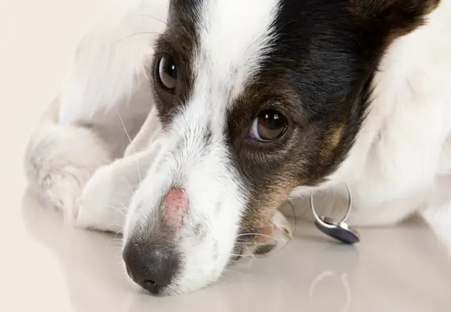 Vet’s 2025 Guide to Dermatophytosis (Ringworm) in Dogs 🩺 Diagnosis, Treatment & Prevention