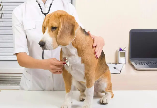 Vet’s 2025 Guide to Fungal (Mycotic) Pneumonia in Dogs 🌿🐾🩺