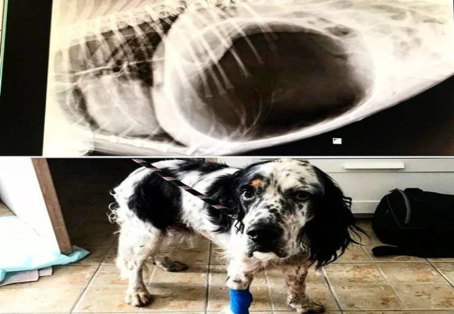 Vet’s 2025 Guide to Gastric Dilatation–Volvulus (GDV) in Dogs – Emergency, Treatment & Prevention 🐶