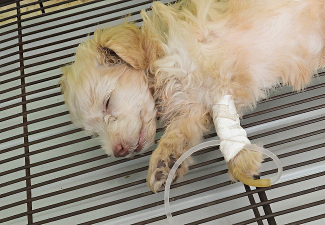 Vet’s 2025 Guide to Gastroenteritis in Dogs – Symptoms, Diagnosis, Treatment & Recovery 🐶