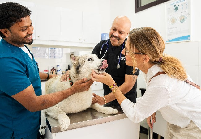 Vet’s 2025 Guide to Glucosuria in Dogs – Causes, Diagnosis & Care 🐶