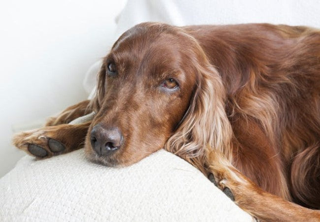 Vet’s 2025 Guide to Gluten-Sensitive Enteropathy in Irish Setters 🐾