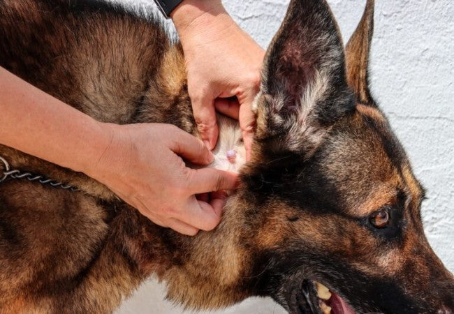 Vet’s 2025 Guide to Hair Follicle Tumors & Cysts in Dogs – Types, Diagnosis & Care 🐶