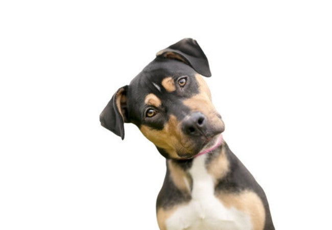 Vet’s 2025 Guide to Head Tilt in Dogs – Causes, Diagnosis & When to See a Vet 🐶