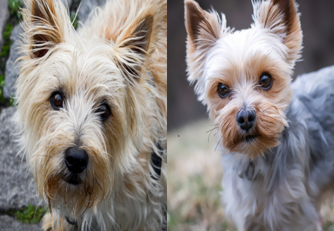 Vet’s 2025 Guide to Hepatoportal Microvascular Dysplasia (MVD) in Dogs – Tiny Vessels, Big Impact🐾