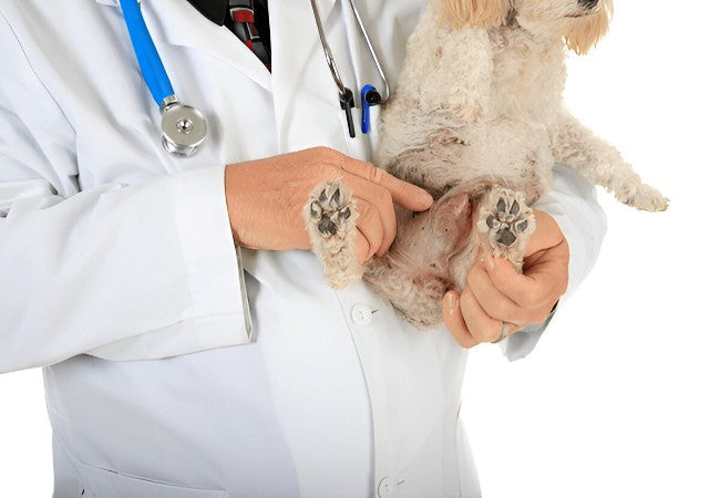 Vet’s 2025 Guide to Hypomagnesemia in Dogs 🩺🐾