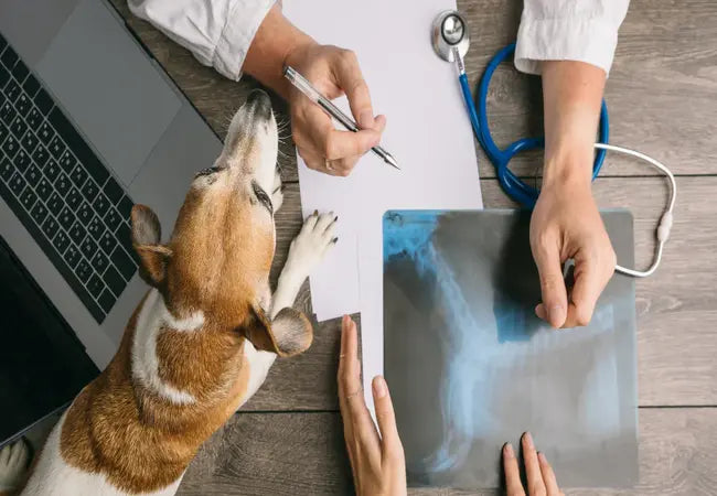 Vet’s 2025 Guide to Interstitial Pneumonia in Dogs 🐾 When the Tissue Between the Alveoli Gets Flamed🩺