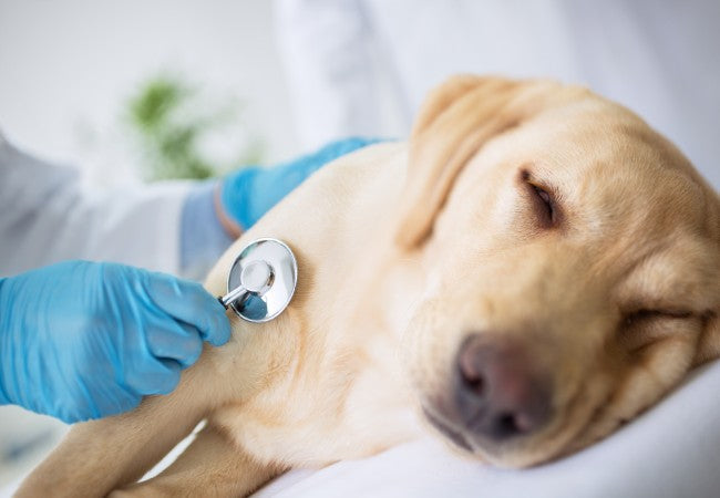 Vet’s 2025 Guide to Lung Lobe Torsion in Dogs 🩺🐶