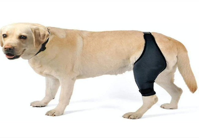 Vet’s 2025 Guide to Luxating Patella in Dogs 🩺🐾