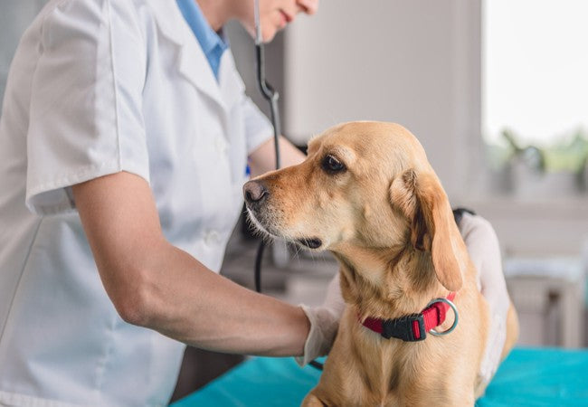 Vet’s 2025 Guide to Lymphangiectasia in Dogs 🩺🐾