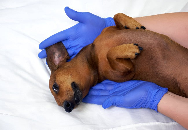 Vet’s 2025 Guide to Lymphoma in Dogs 🩺🐾
