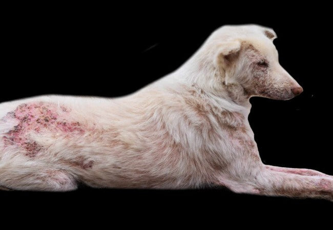 Vet’s 2025 Guide to Mange in Dogs 🩺🐾
