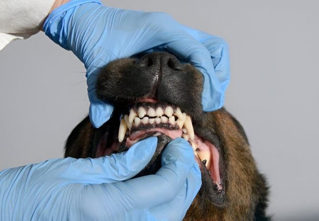 Vet’s 2025 Guide to Masticatory Myositis in Dogs 🩺🐶