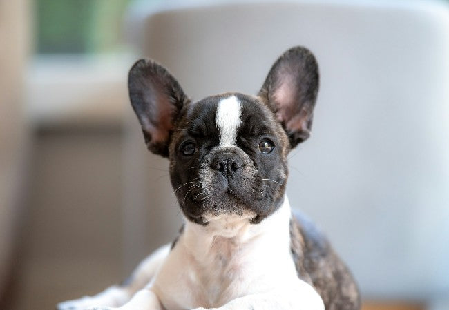 Vet’s 2025 Guide to Maternal Behavior Problems in Dogs 🩺🐾