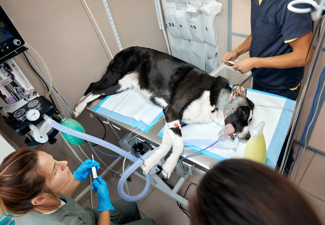 Vet’s 2025 Guide to Megaesophagus in Dogs 🩺🐶