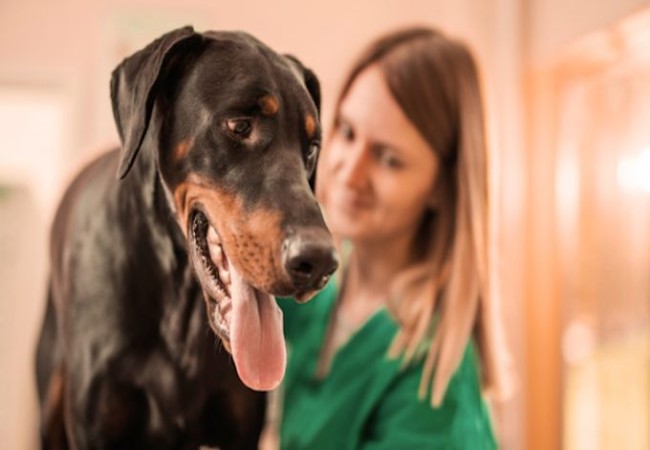Vet’s 2025 Guide to Neosporosis in Dogs Diagnosis, Treatment & Prevention🩺