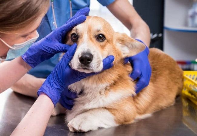 Vet’s 2025 Guide to Pannus in Dogs Chronic Superficial Keratitis Explained👁️🩺