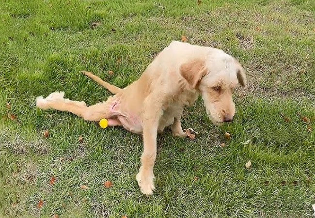 Vet’s 2025 Guide to Paralysis in Dogs Types, Causes & Care Strategies🩺