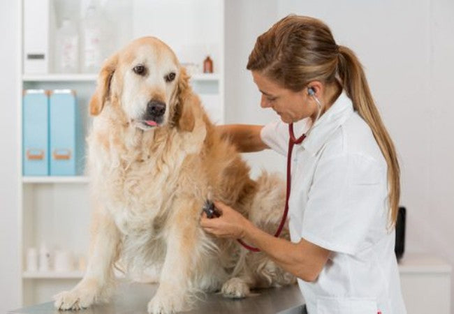 Vet’s 2025 Guide to Pennyroyal Oil Poisoning in Dogs Toxic Exposure & Treatment 🐶