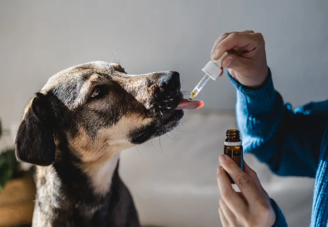 Vet’s 2025 Guide to Pennyroyal Oil Poisoning in Dogs Toxic Exposure & Treatment🐶
