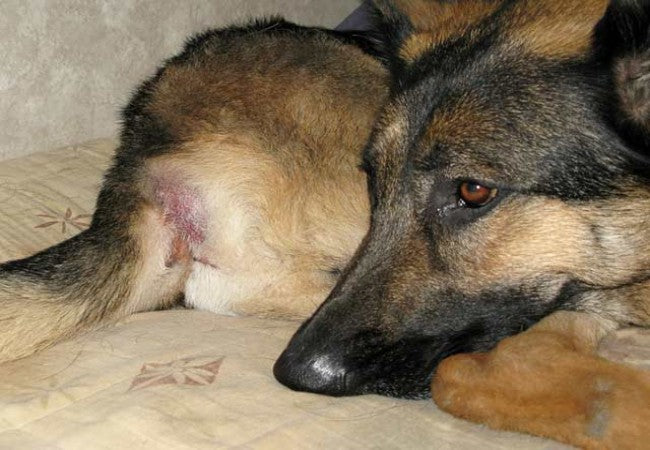 Vet’s 2025 Guide to Perianal Adenoma in Dogs Benign Tumors & Care🐶🩺
