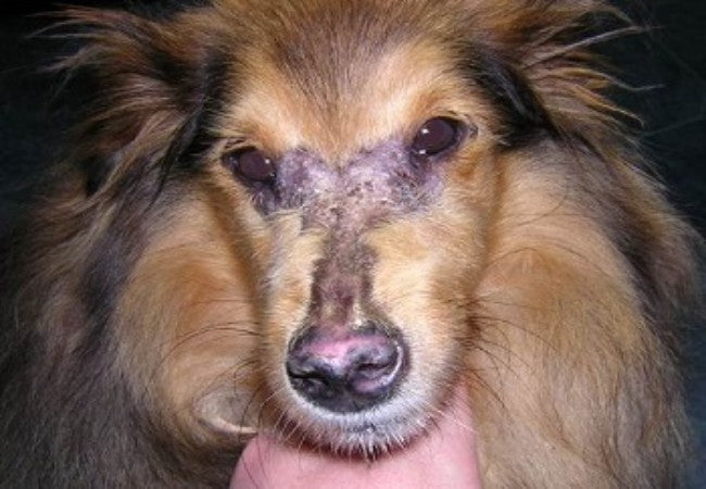 Vet’s 2025 Guide to Polymyositis & Dermatomyositis in Dogs – Immune Muscle Disorders 🐶