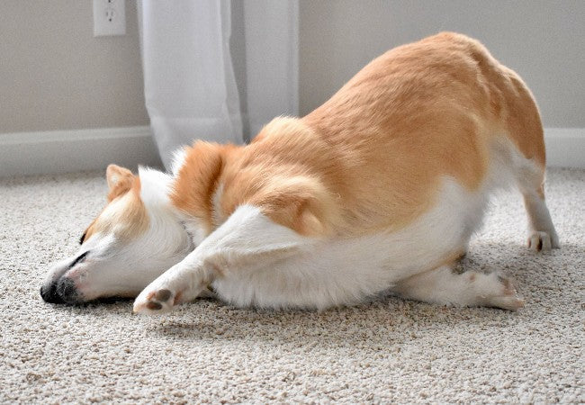 Vet’s 2025 Guide to Pseudorabies (“Mad Itch”) in Dogs 🩺🐶