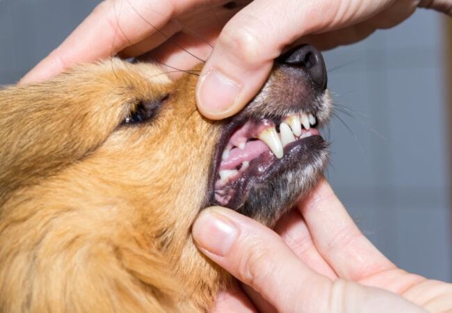 Vet’s 2025 Guide to Red Gums in Dogs Causes, Diagnosis & Home Care 🩺