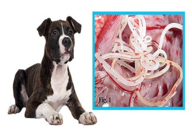 Vet’s 2025 Guide to Respiratory Parasites in Dogs 🩺 Lungworm, Capillaria & More