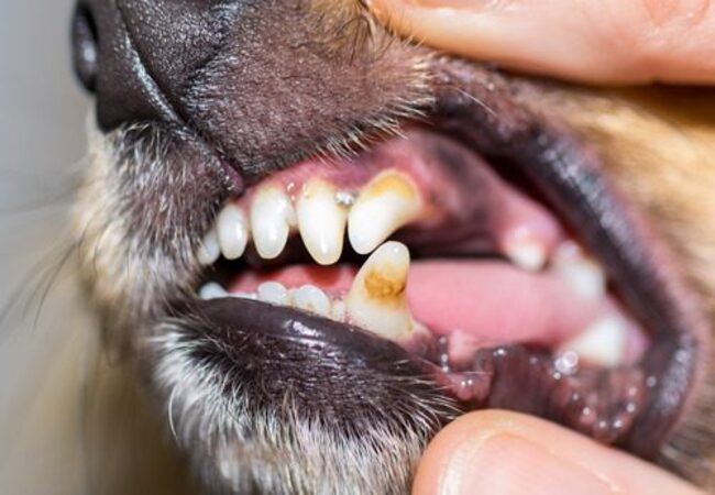 Vet’s 2025 Guide to Retained Baby Teeth in Dogs Causes, Treatment & Prevention 🩺