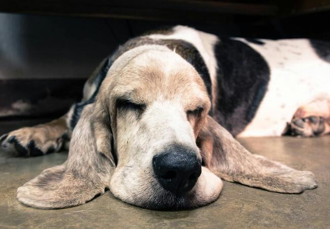Vet’s 2025 Guide to Retained Placenta in Dogs 🩺 Signs, Treatment & Recovery