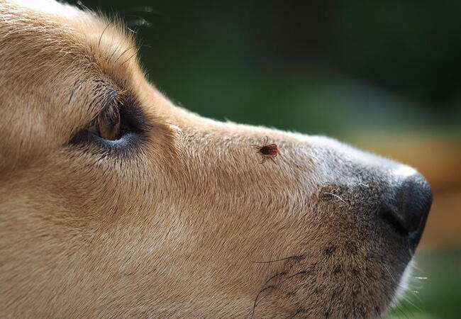Vet’s 2025 Guide to Rocky Mountain Spotted Fever in Dogs 🩺 Ticks, Treatment & Prevention