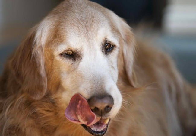Vet’s 2025 Guide to Salivary Gland Adenocarcinoma in Dogs 🩺 Diagnosis, Treatment & Care