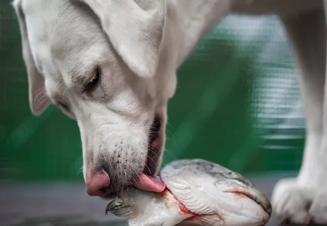 Vet’s 2025 Guide to Salmon Poisoning Disease in Dogs Causes, Diagnosis & Treatment🩺